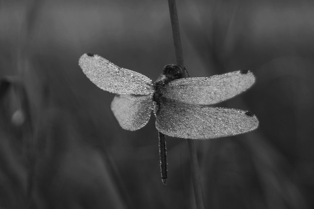 Стрекоза бриллиантовая...