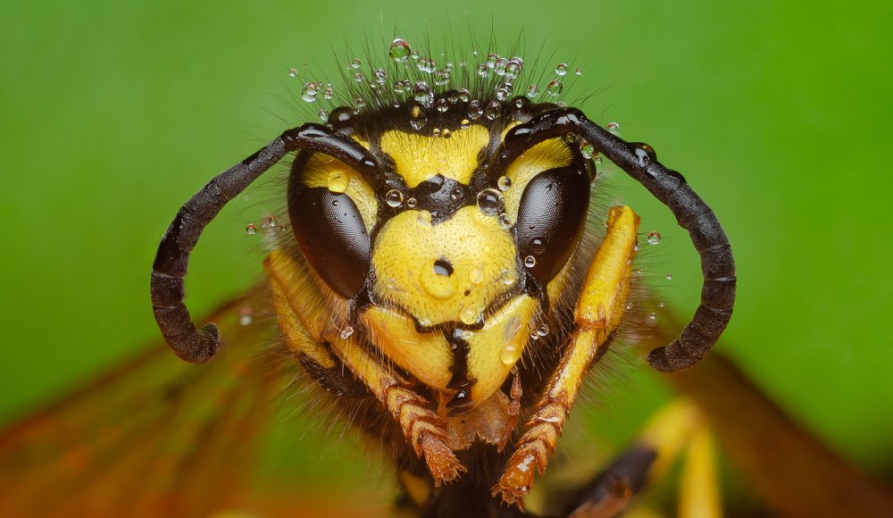 Капли утренней росы на осе.