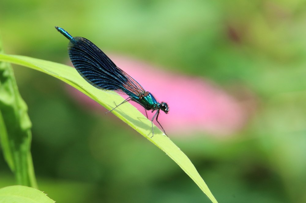 Photograph by Михаил Косяк