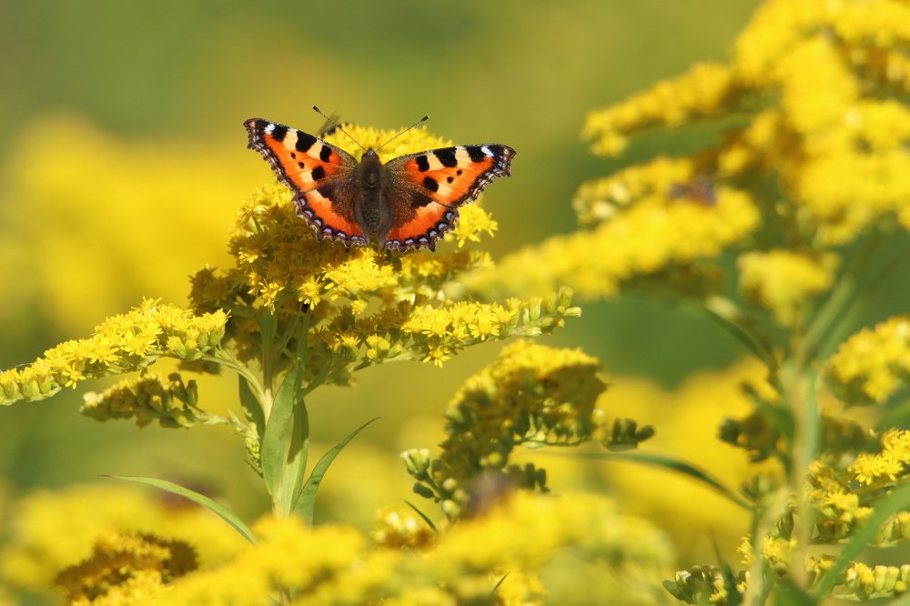 Photograph by Михаил Косяк