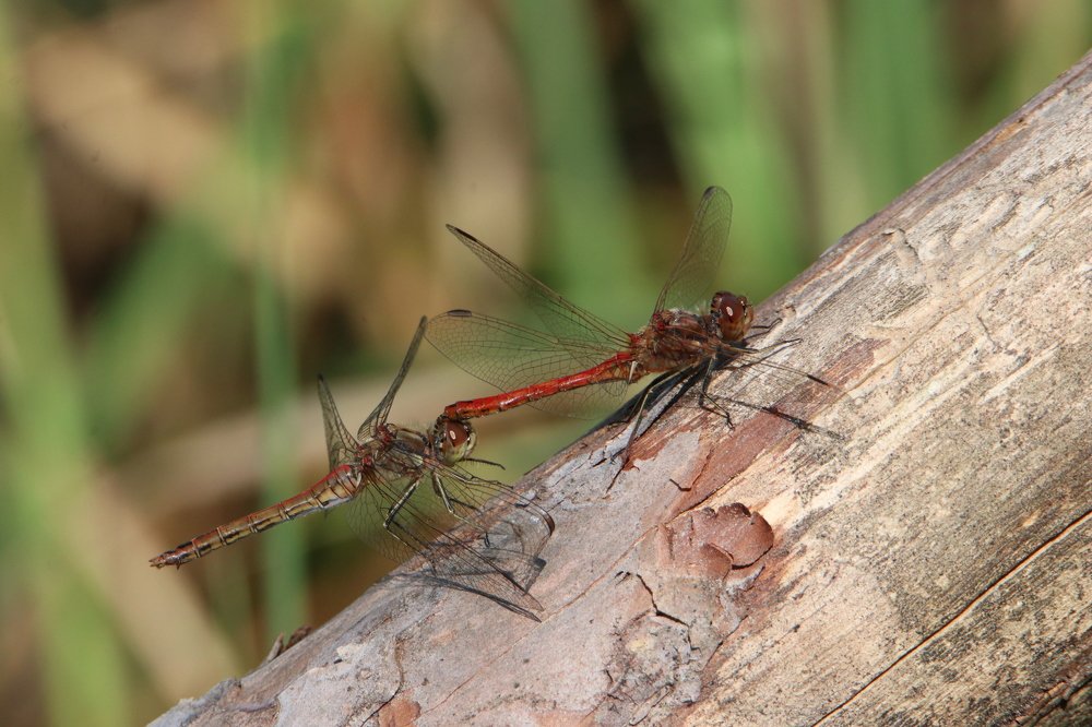 Photograph by Михаил Косяк
