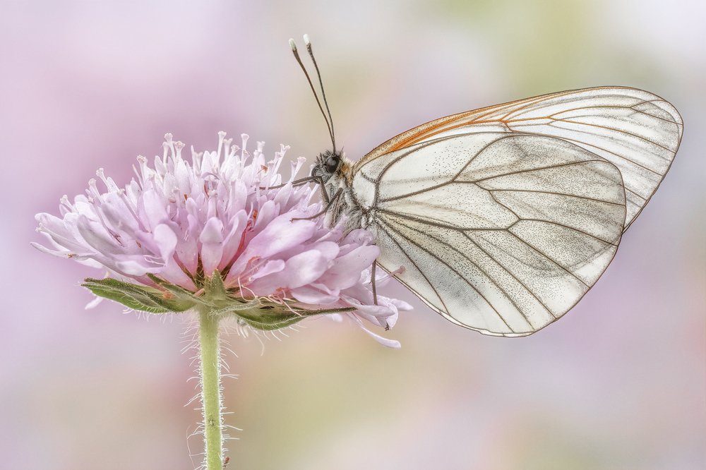 Photograph by Sara Jazbar