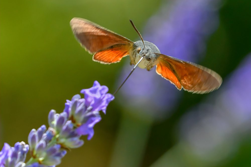 Photograph by Sara Jazbar