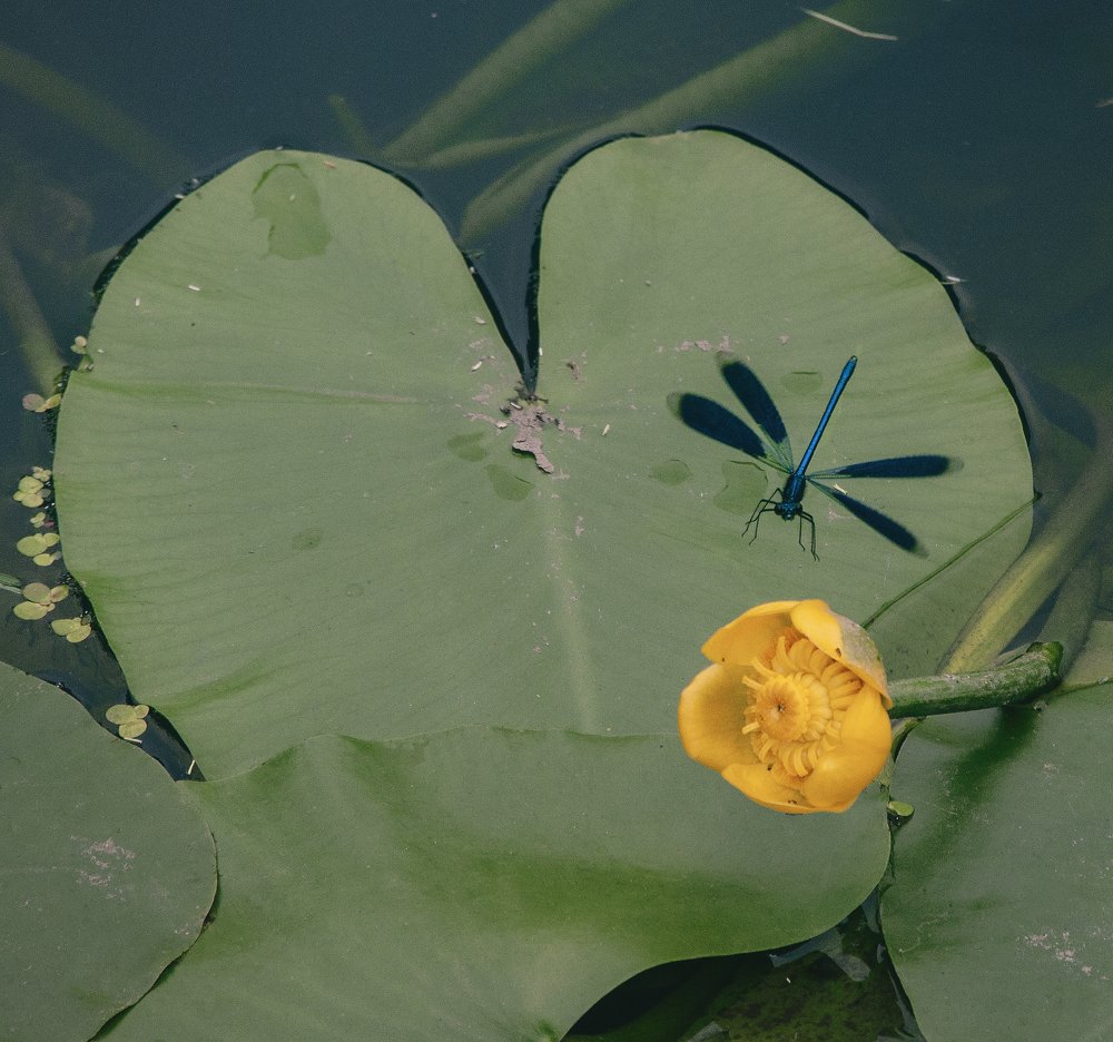 Photograph by Юлія Белая