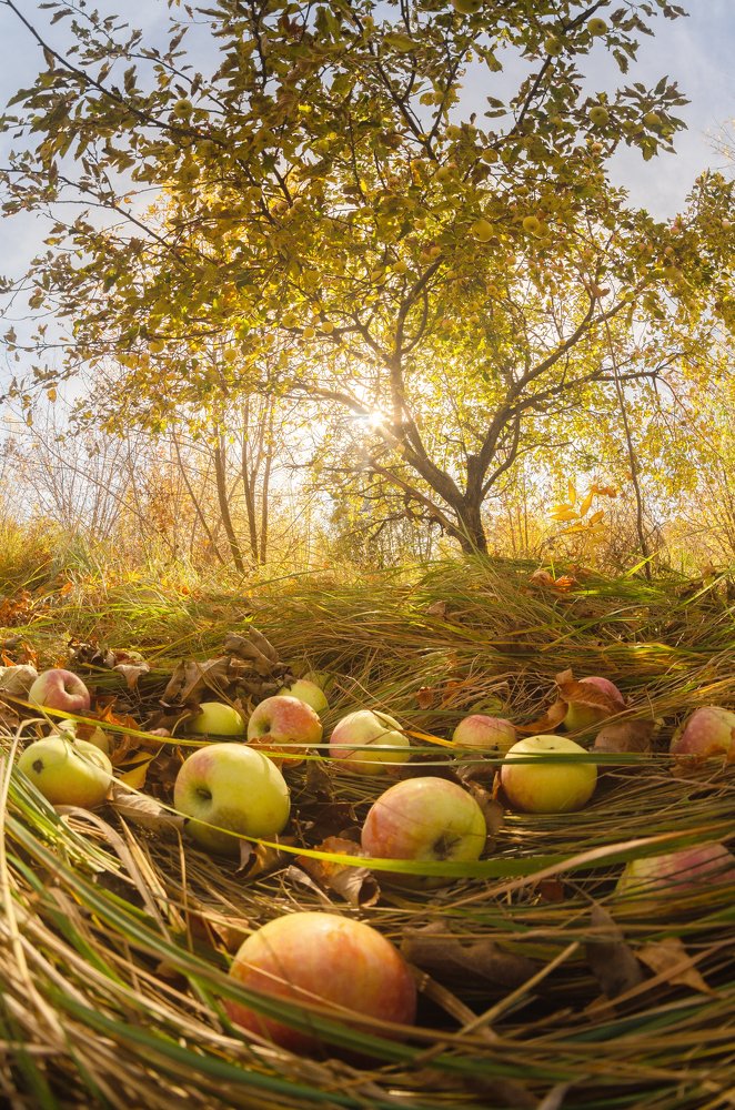 Осень в саду