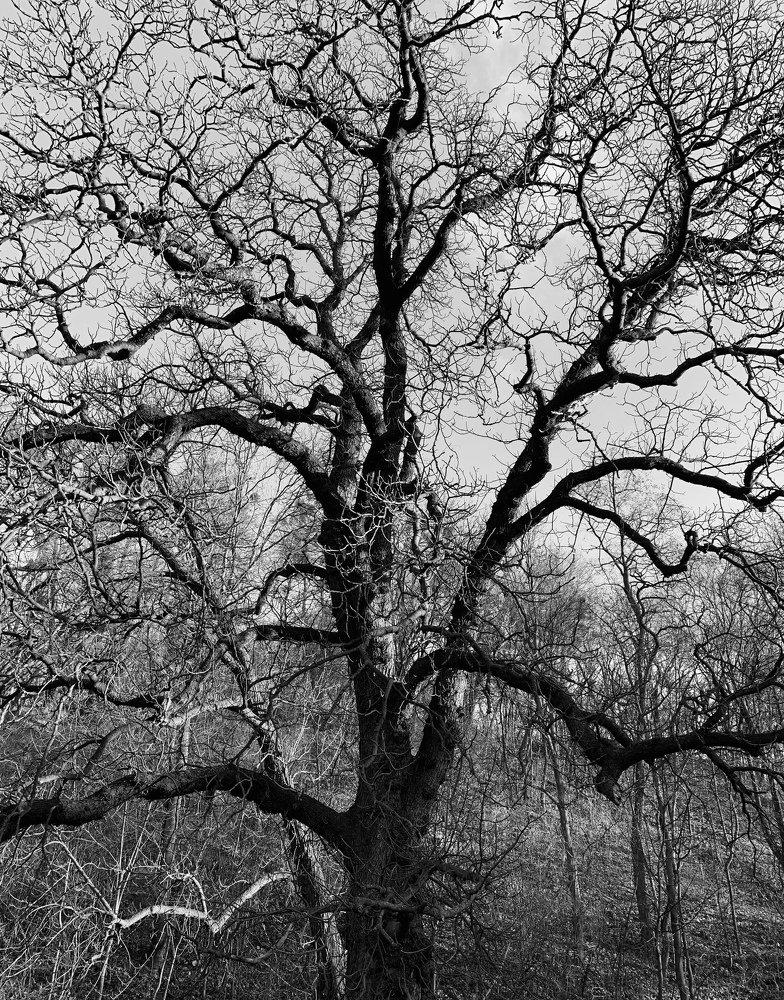 Photograph by Андрей Савицкий