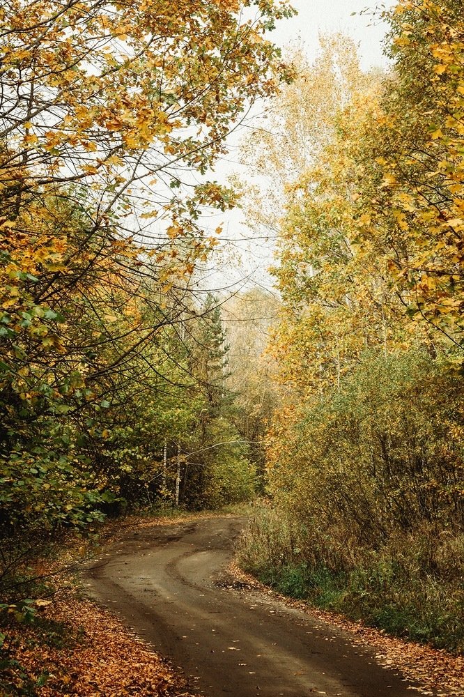 Дорога в осень