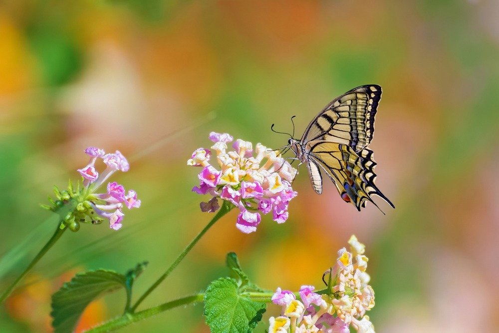 Papilio machaon