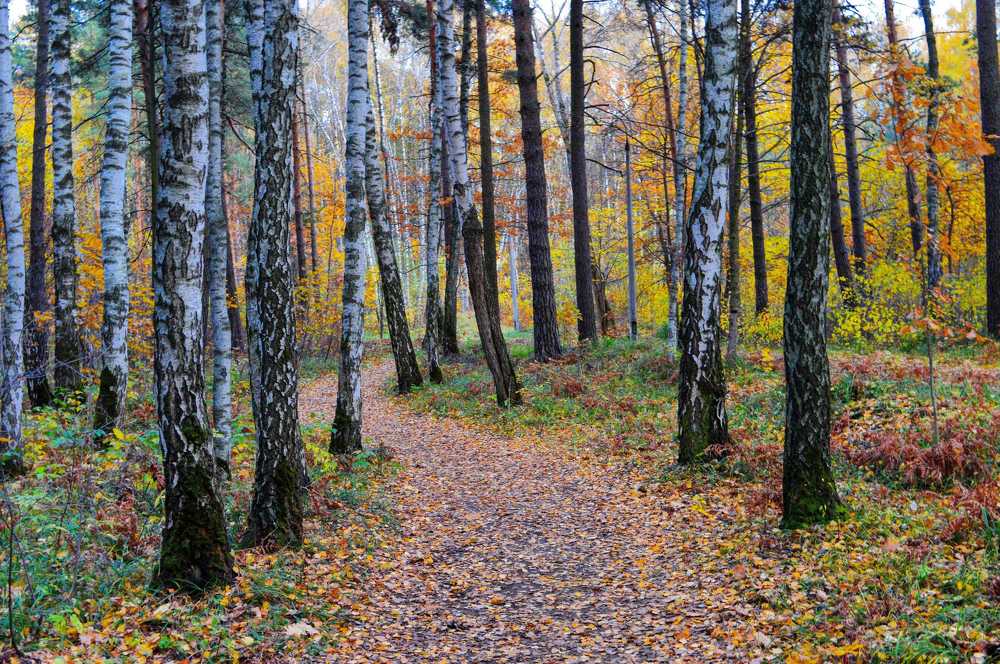 Краски осеннего леса.