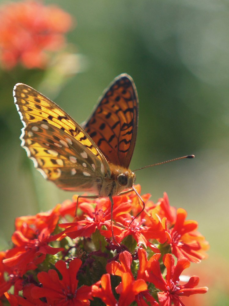 Бабочка-красавица