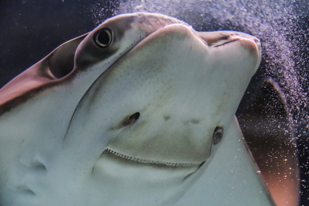 Photograph by Лариса Рулёва