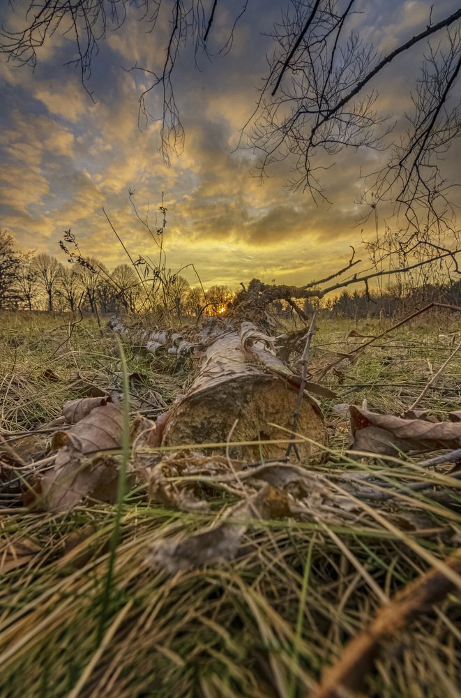 the tree died after the end of the summer