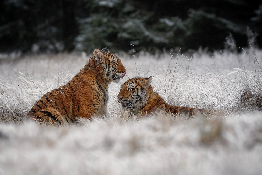 Фотография автора Michaela Firešová