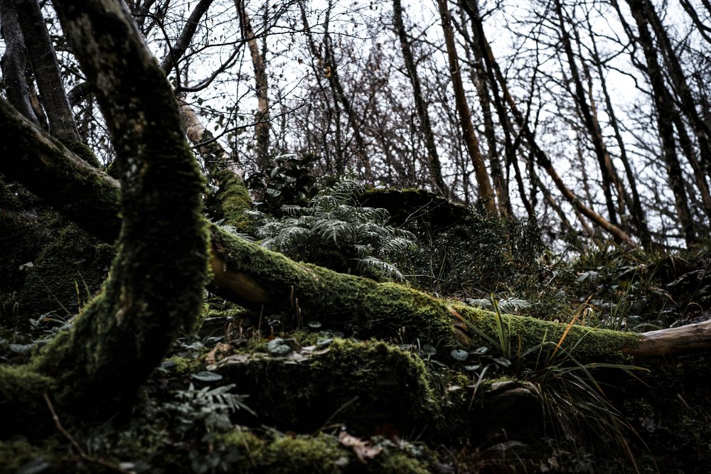 Photograph by Михаил Четвертков