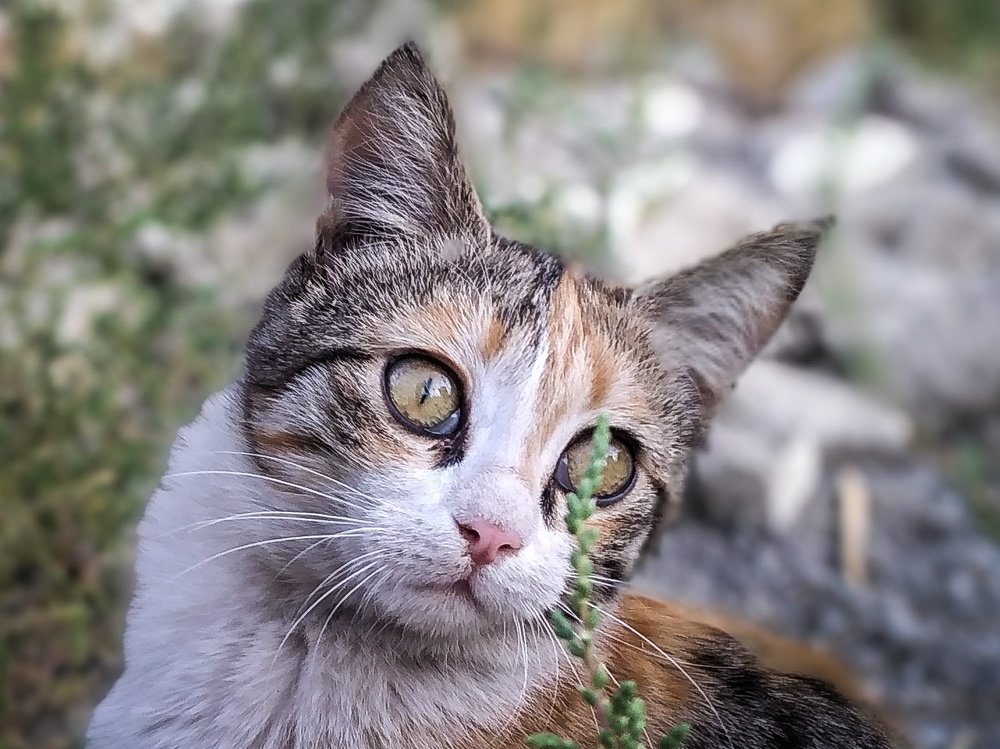 Photograph by Mohammad Amin Karimi