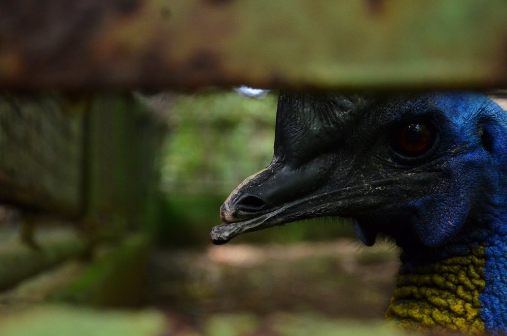 Photograph by Cahya Nugraha