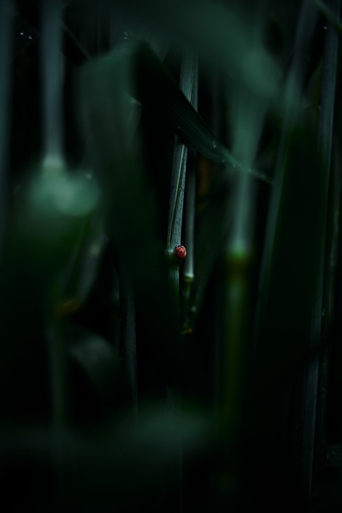 Photograph by Maks Sirman