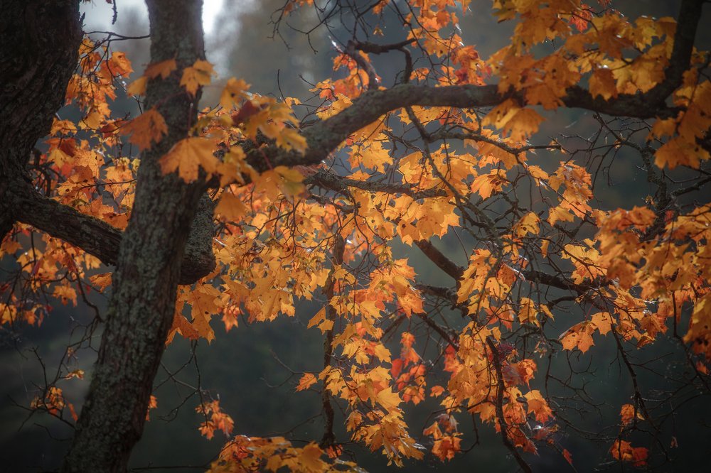 Photograph by Олег Борищенков