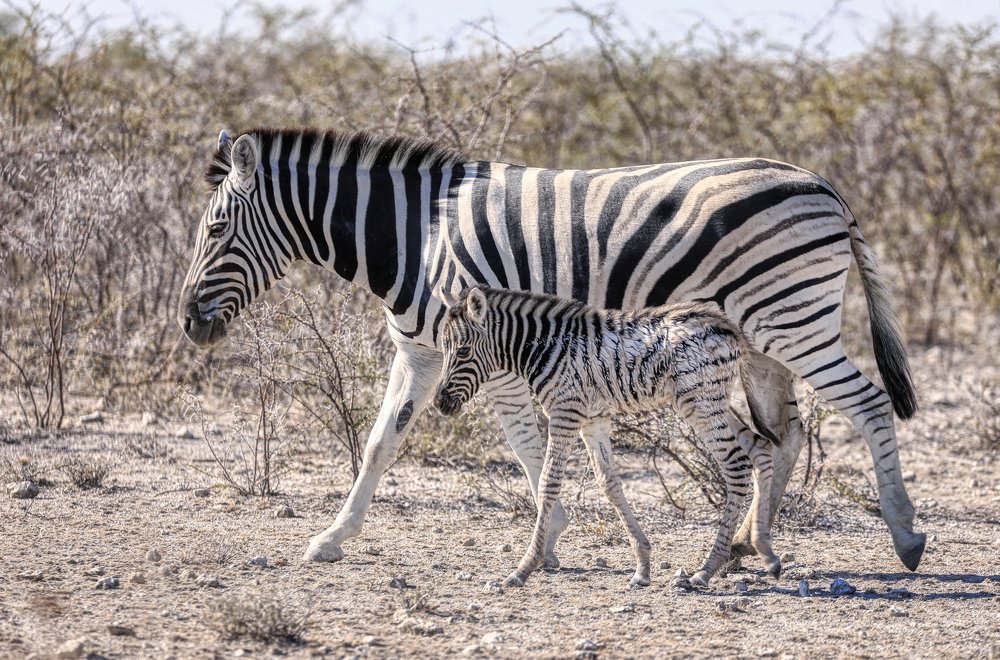 Photograph by SEITUMER CURLU