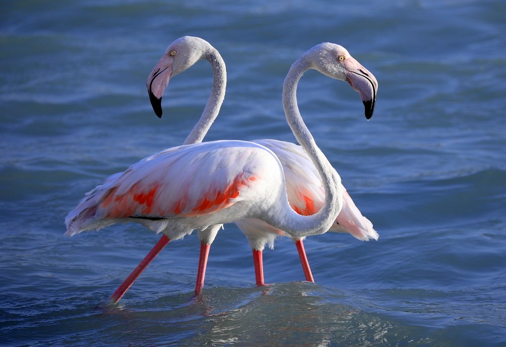 Two Flamingo