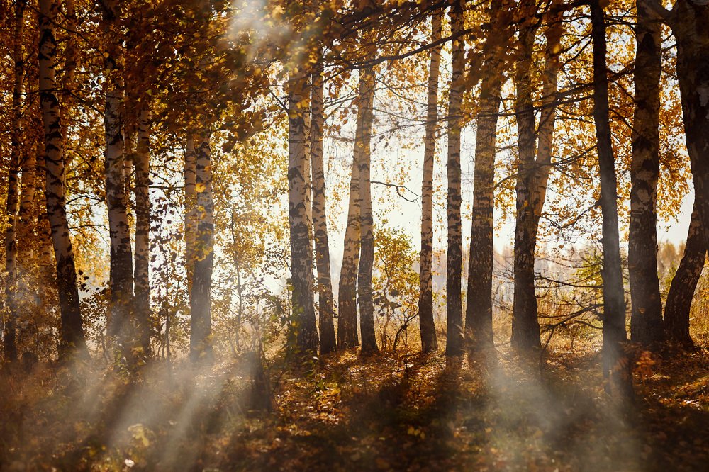 В осенней роще под Казанью