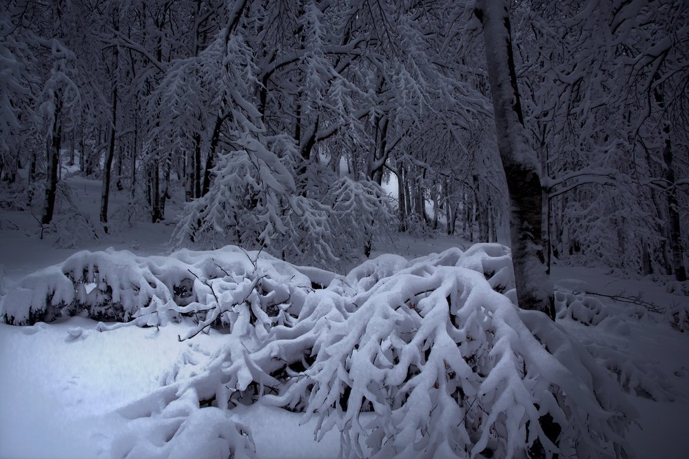 Photograph by Dino Sirica