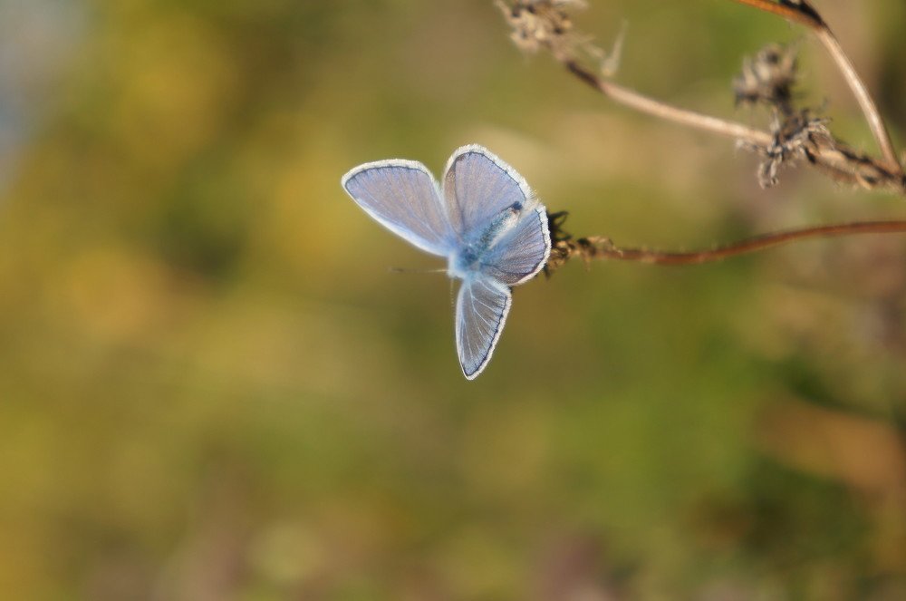 Фотография автора Amra Mujić
