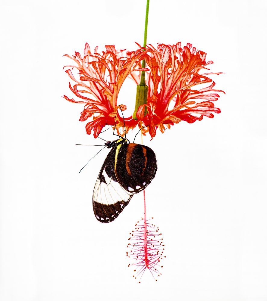 Натюрморт с красным.