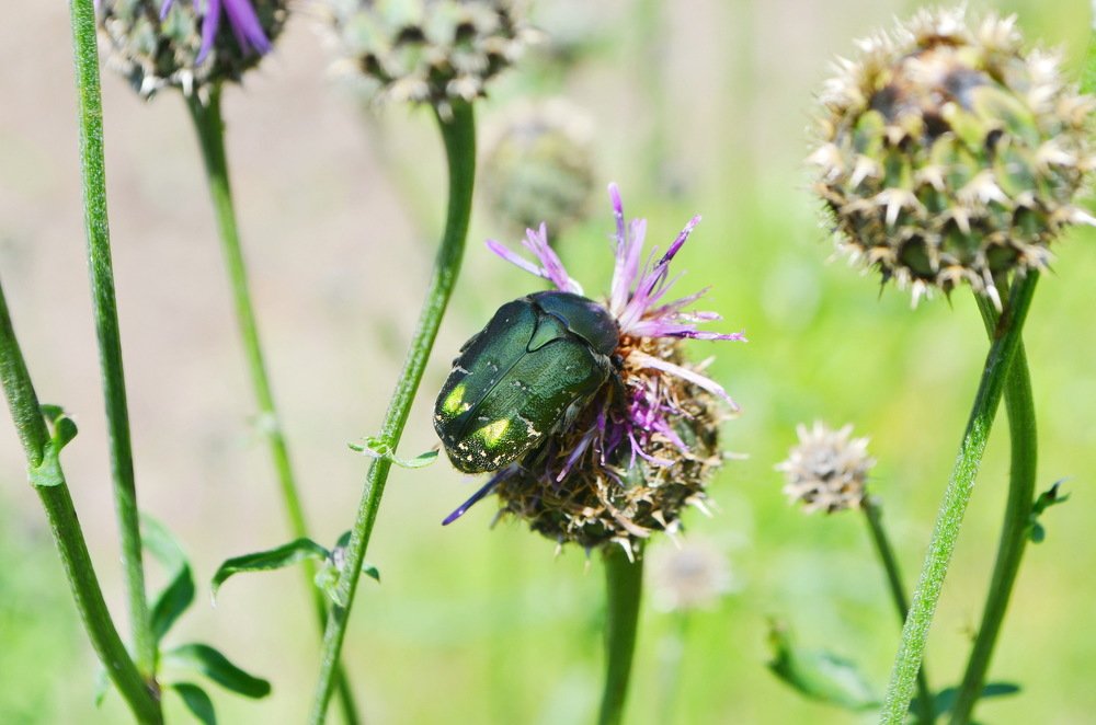 Бронзовка за трапезой