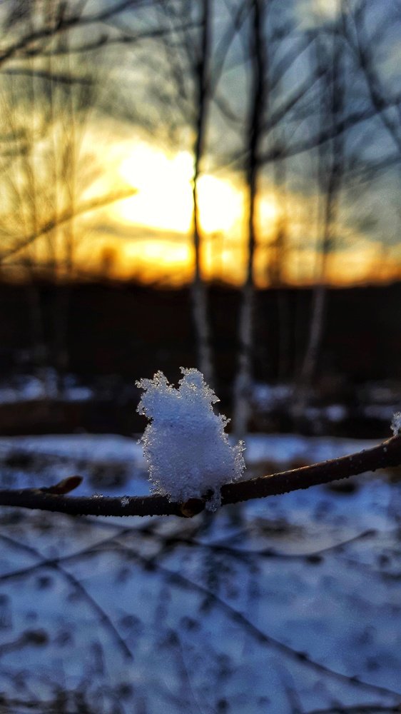 Вы тоже видите сову?