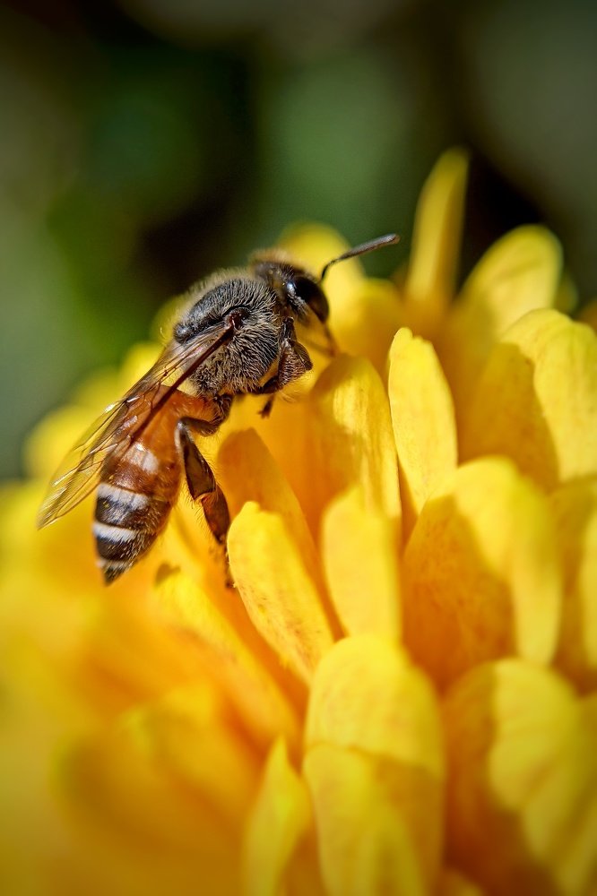 Фотография автора Ankur Kundu