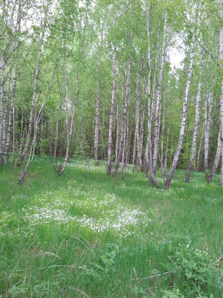 Photograph by Светлана Смердова