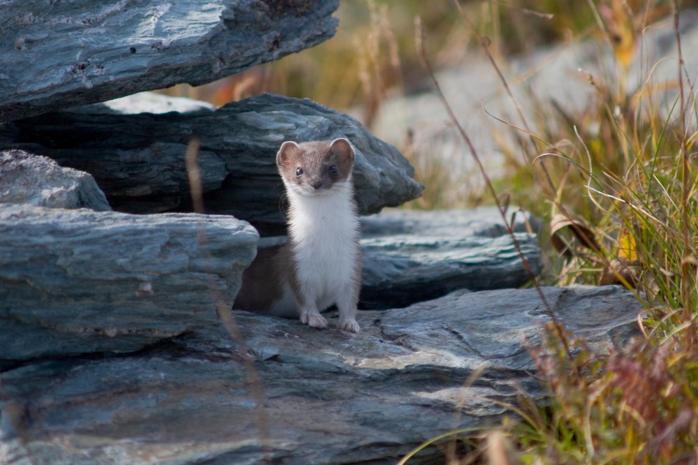 Photograph by коллега