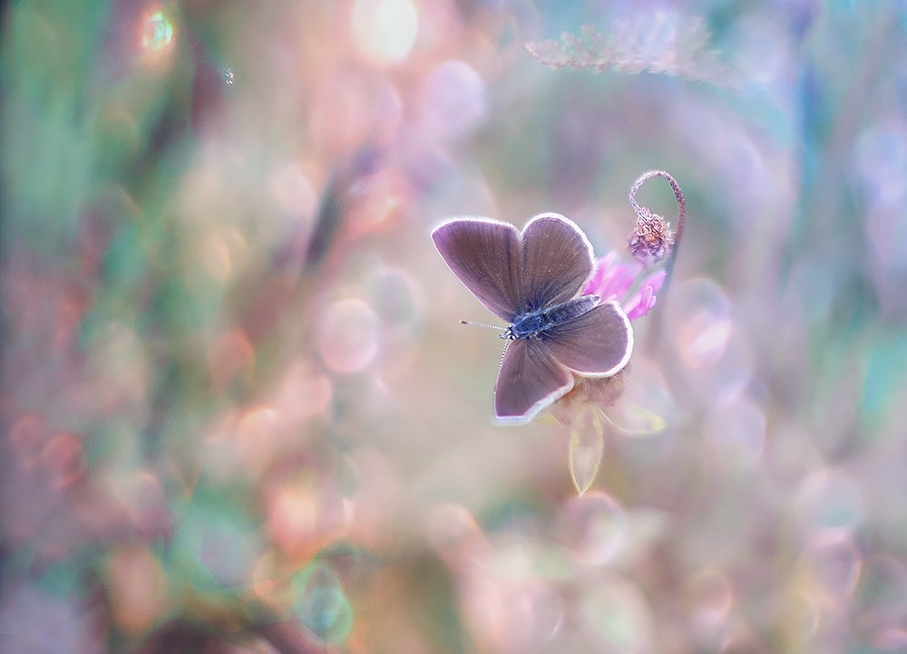 Photograph by Елена Осколкова