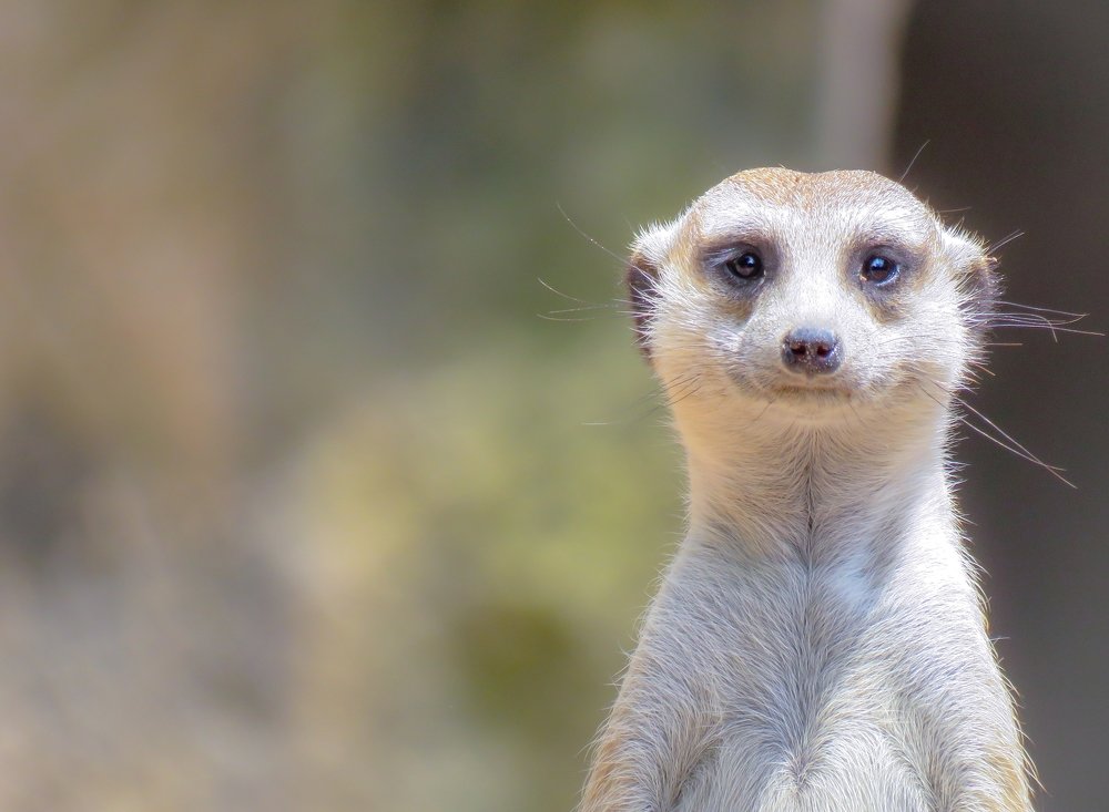 Photograph by Celina CelyTessy