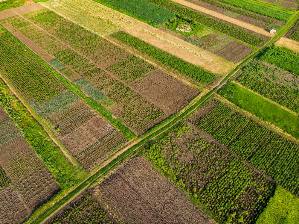 Весенний ковер. Spring carpet.