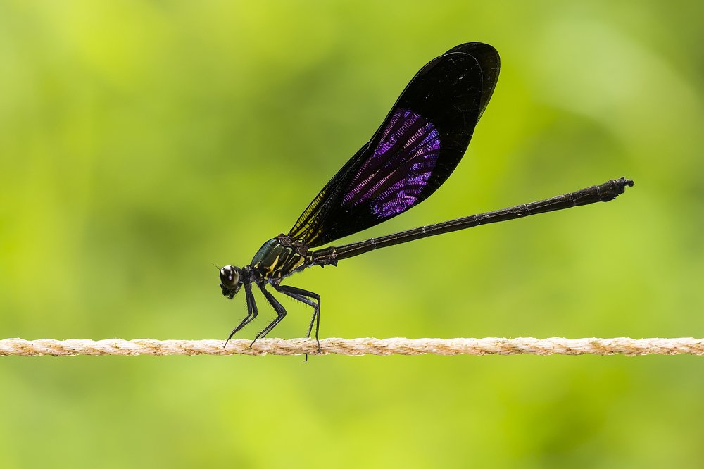 Photograph by dwi agung sulistyo