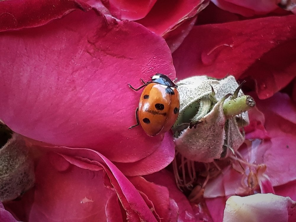 Photograph by DHIRAJ GOSWAMI