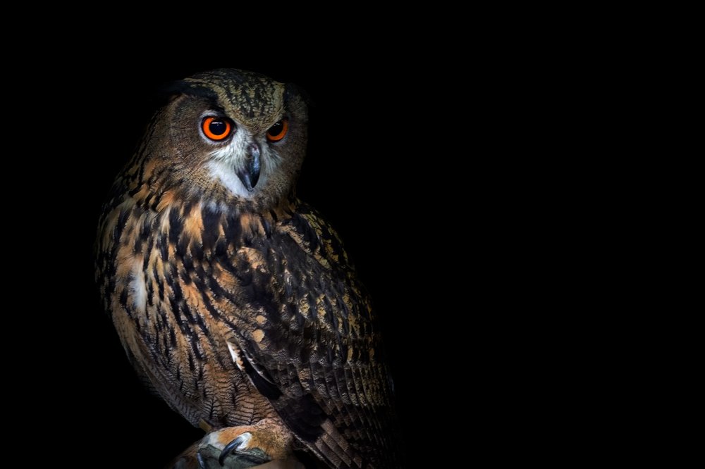 Photograph by Dino Sirica