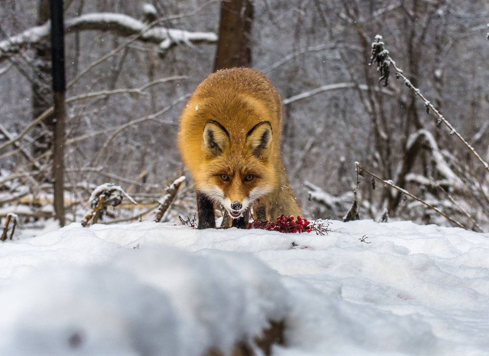 Photograph by Александр