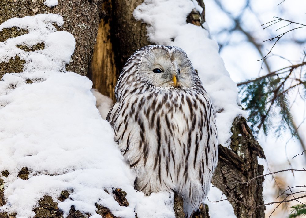 Уральская неясыть.