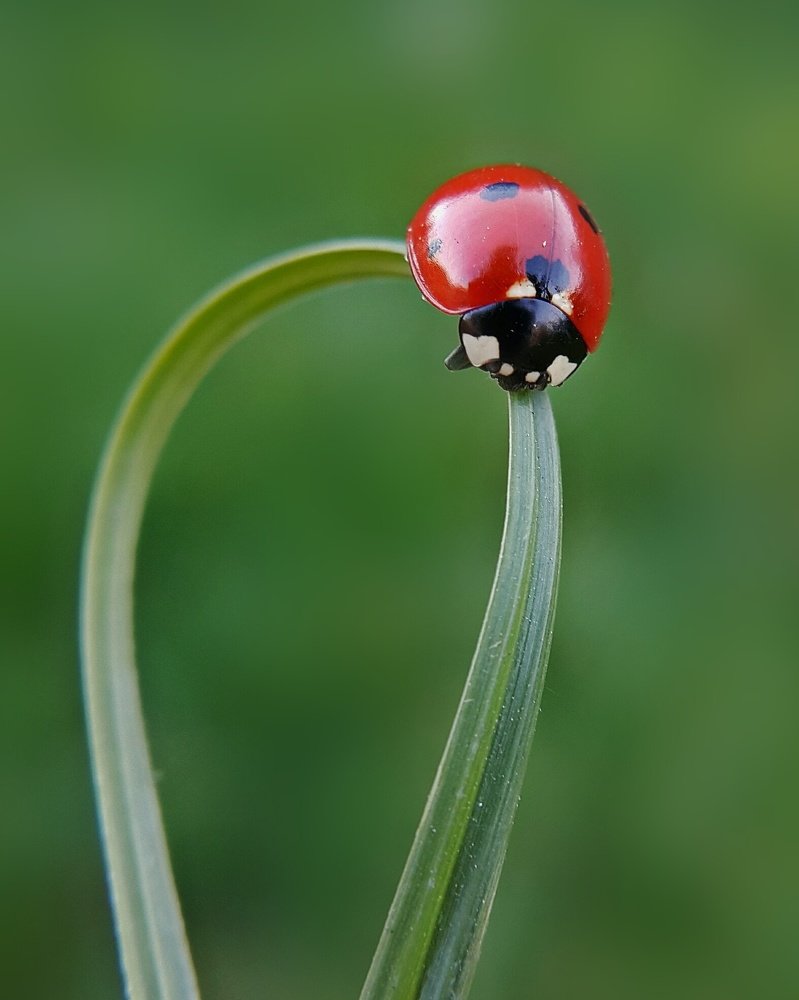 Photograph by Hosean Nasiri