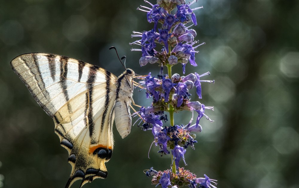 Photograph by Geo Lib