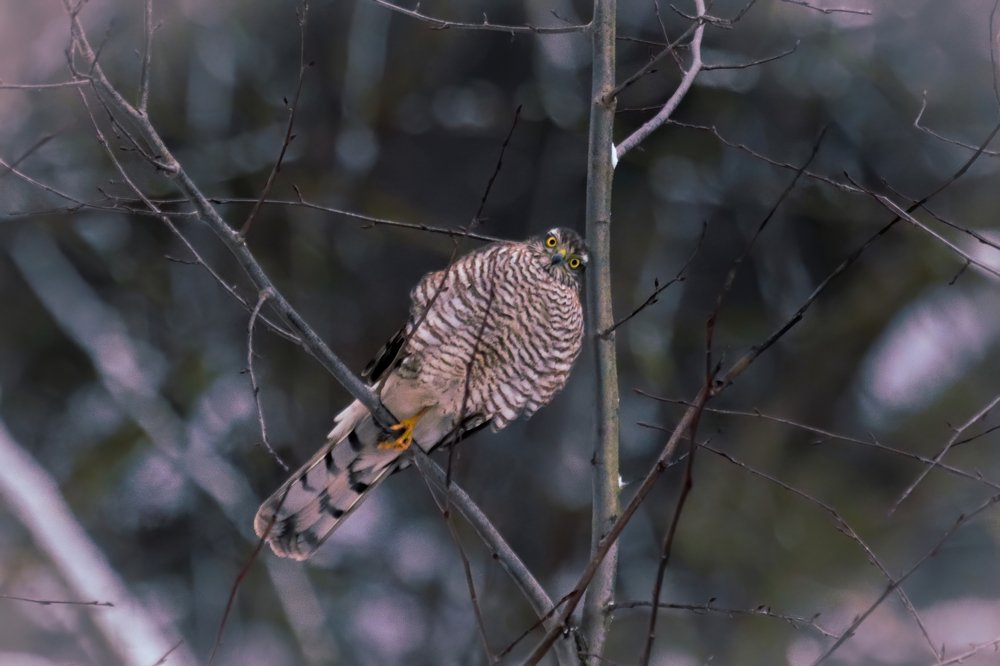 Photograph by ptu6ki