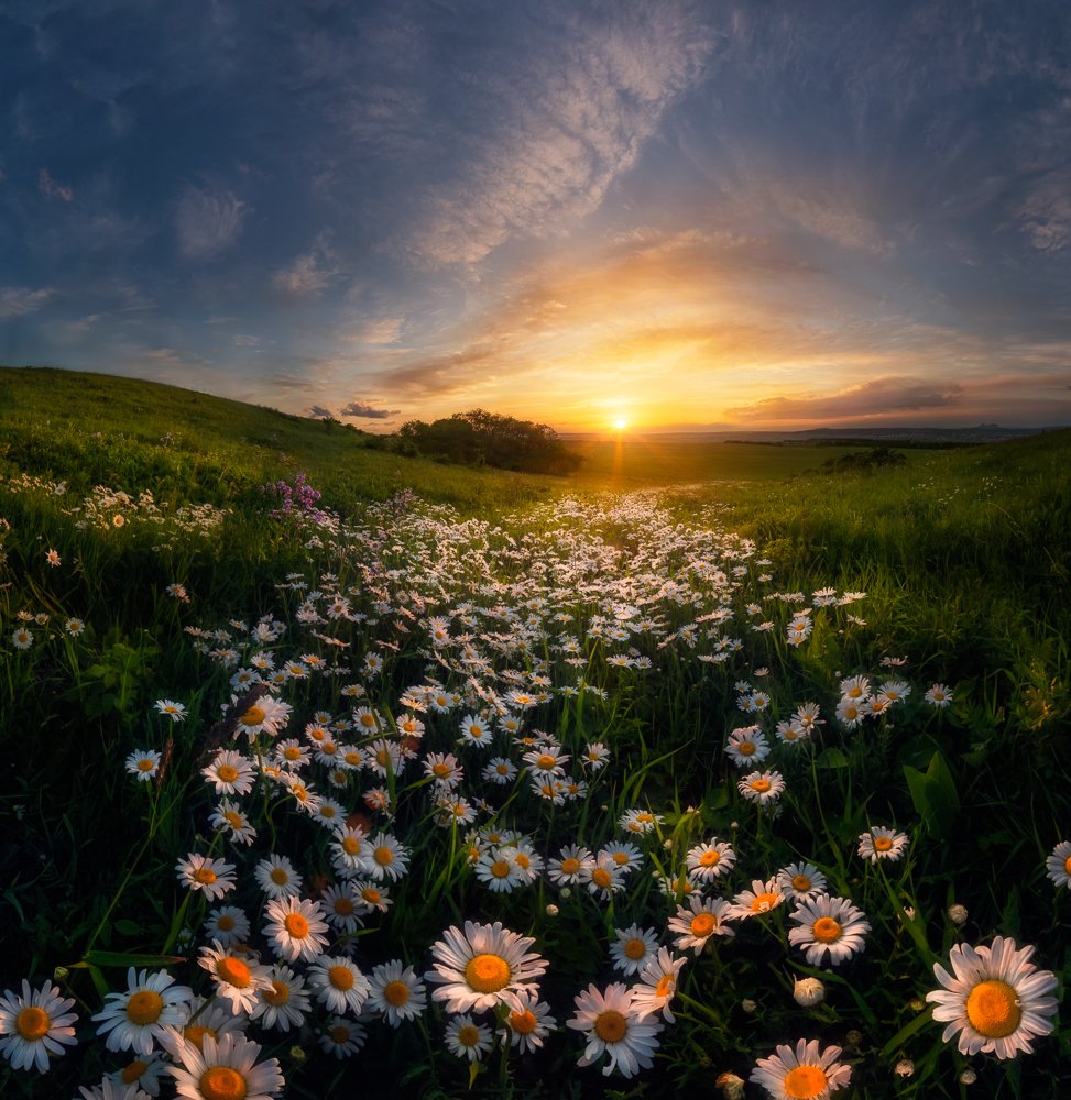 Ромашковое лето / Chamomile summer