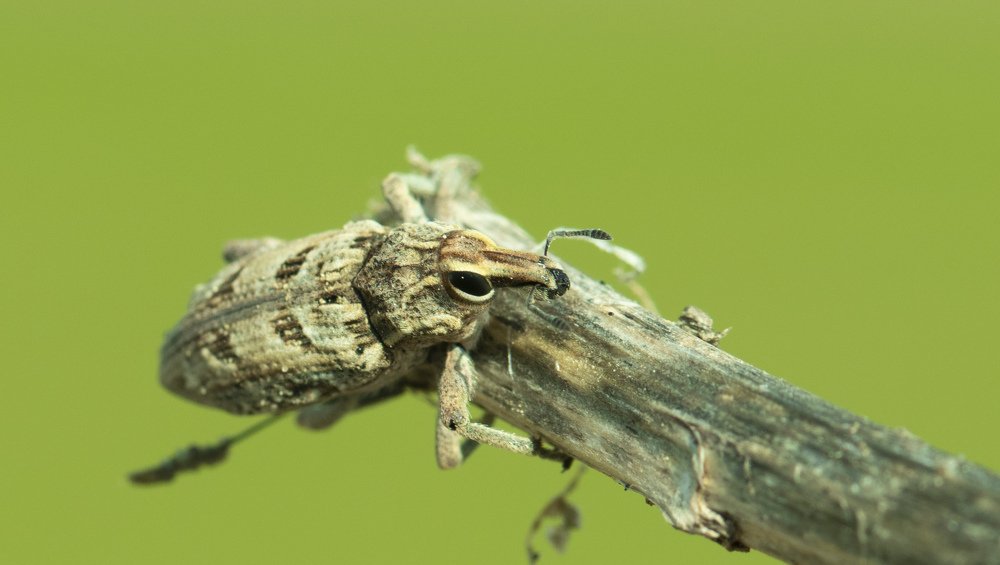 Photograph by Niyazi Nizam