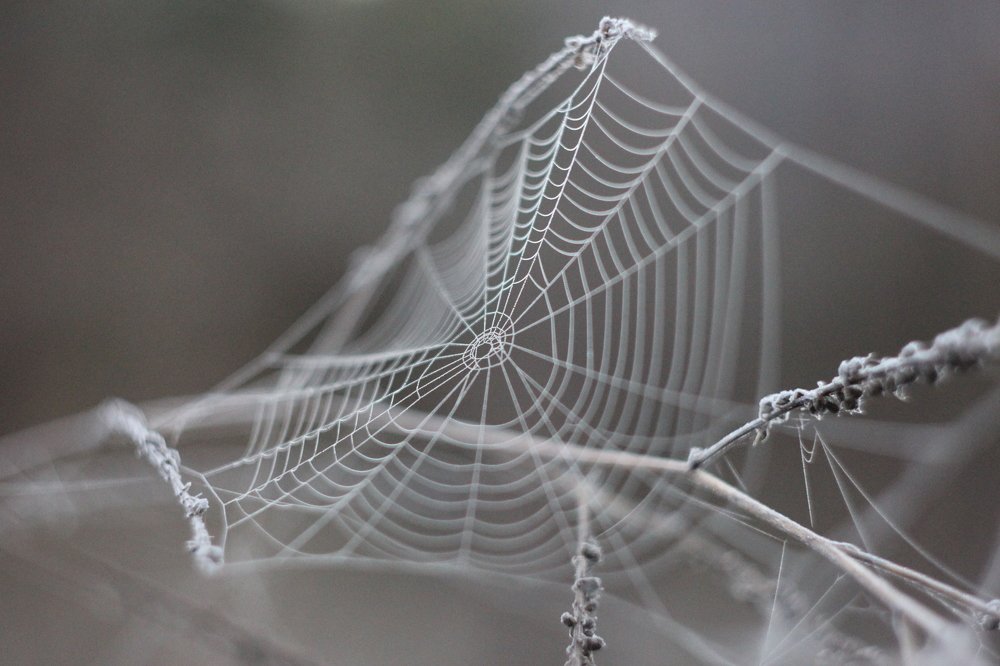 Photograph by Юлия Кривоносова