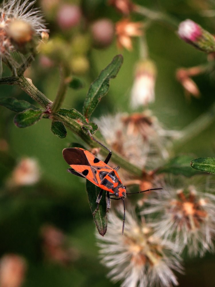 Photograph by Somjit Ghosh