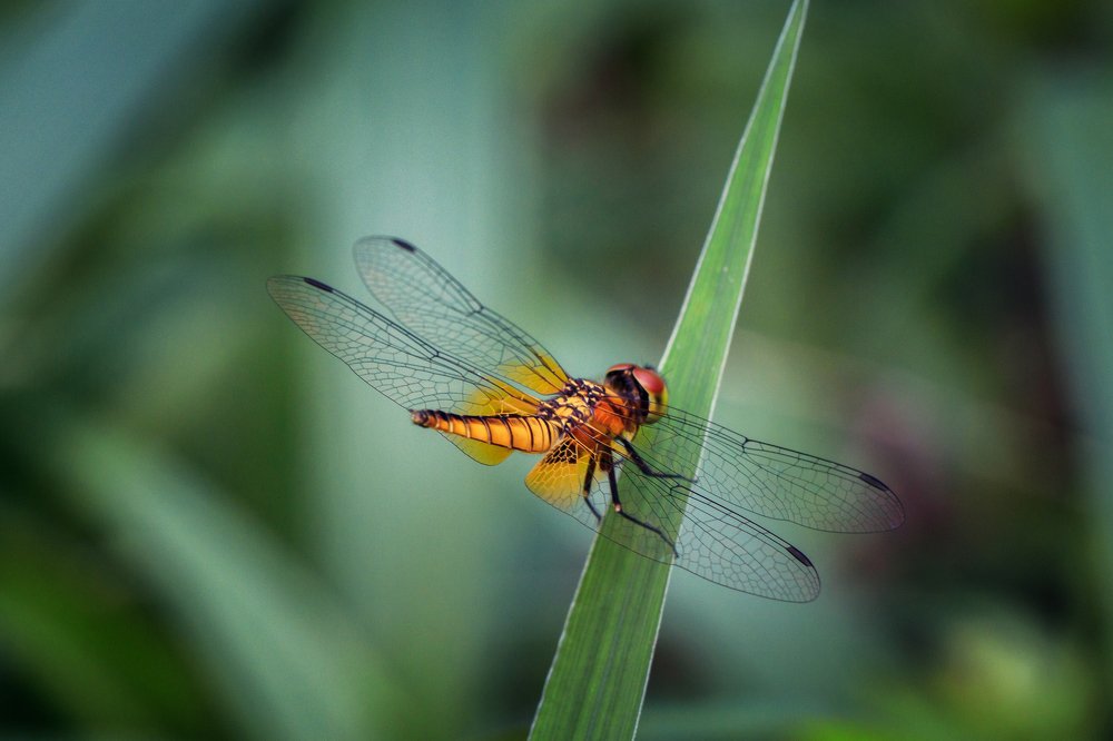 Photograph by Somjit Ghosh