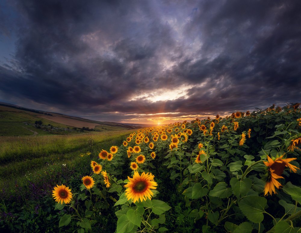 Тысяча сияющих солнц